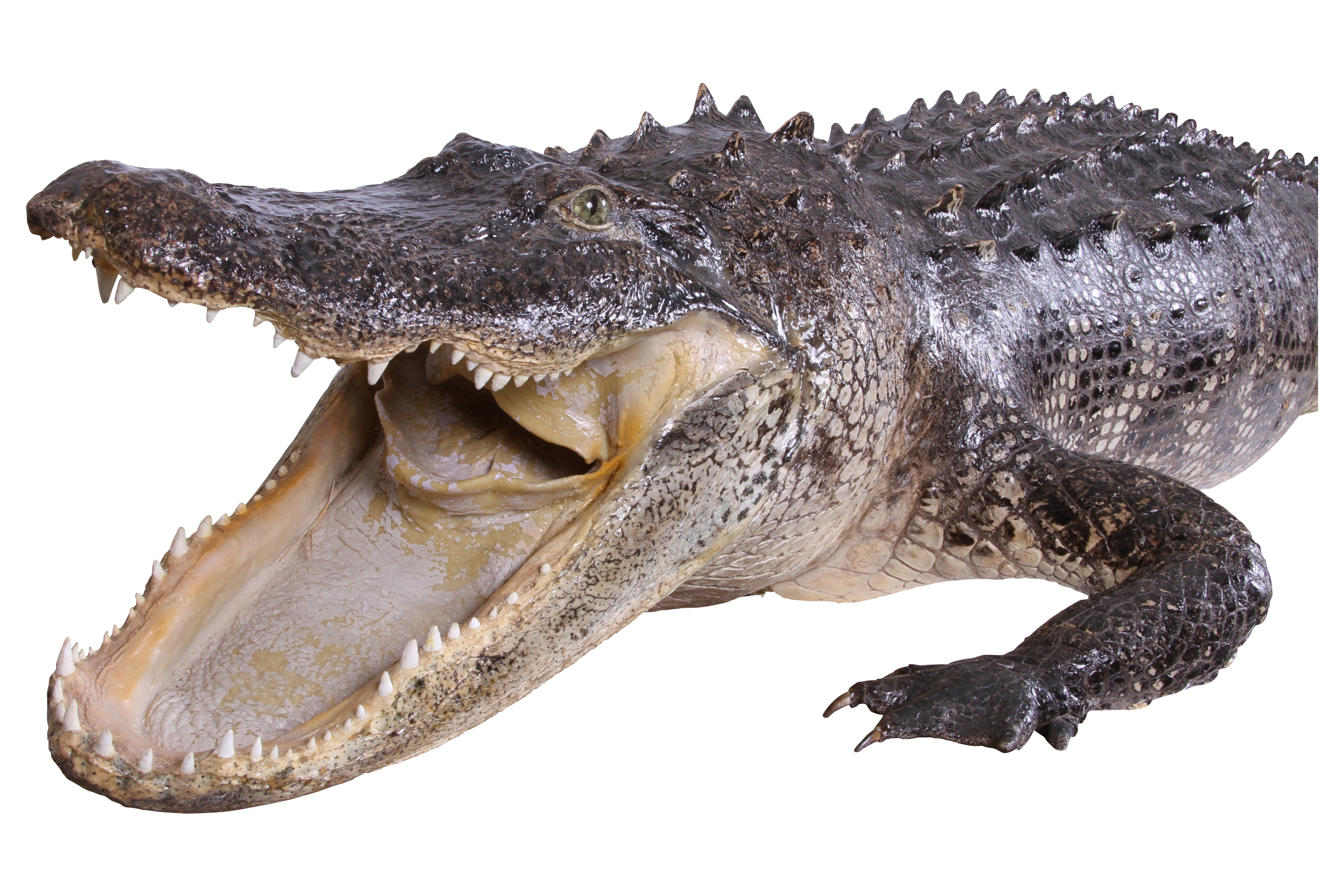 The Commodore's 8.5 foot taxidermy alligator