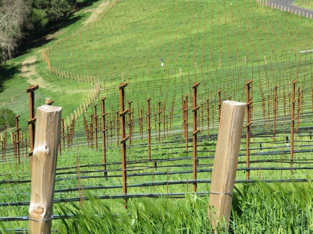 Pulido~Walker is currently planting the best 15 acres at its 115 acre Mount Veeder Estate, with three quarters to Cabernet Sauvignon and the remainder Chardonnay.