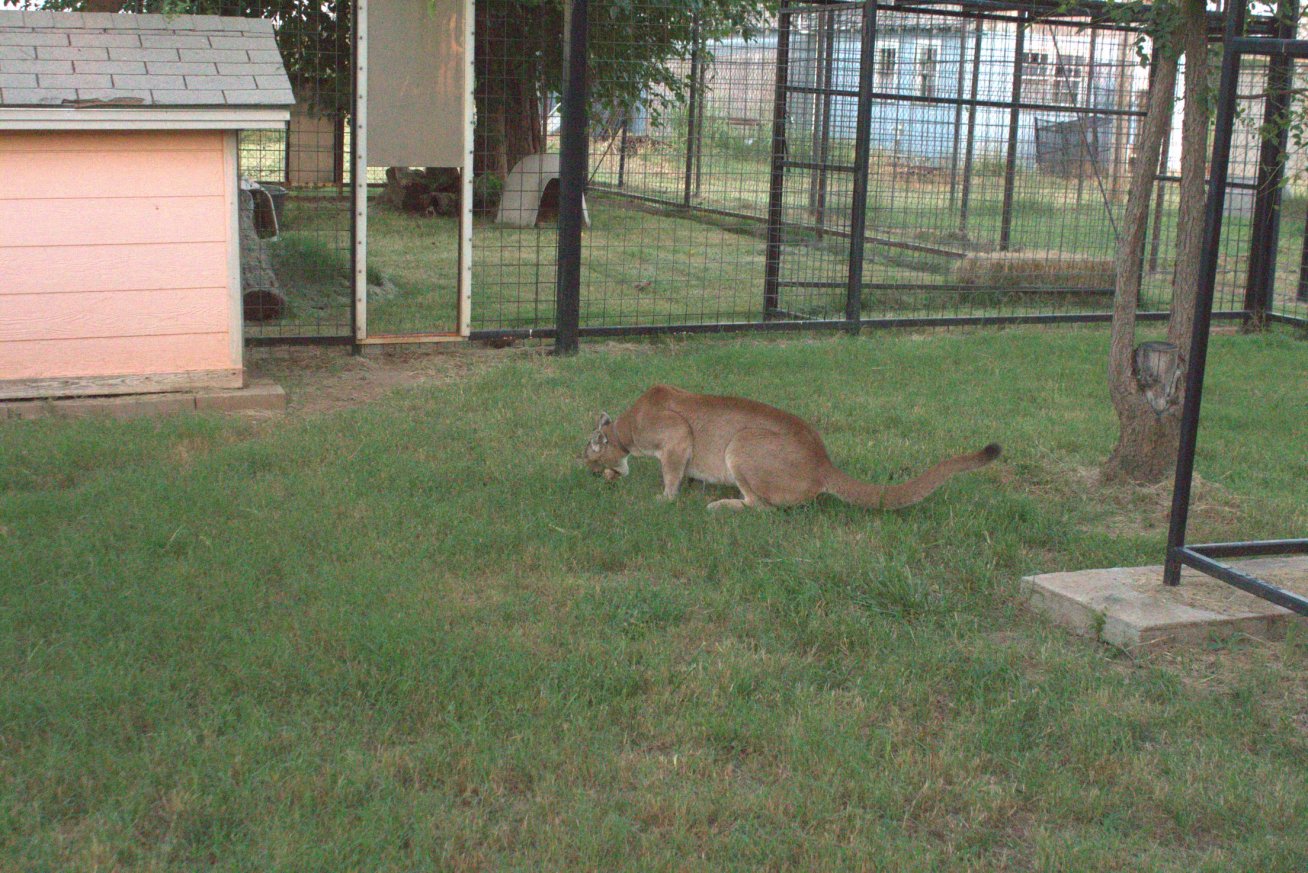 feeding time at Pumarama.