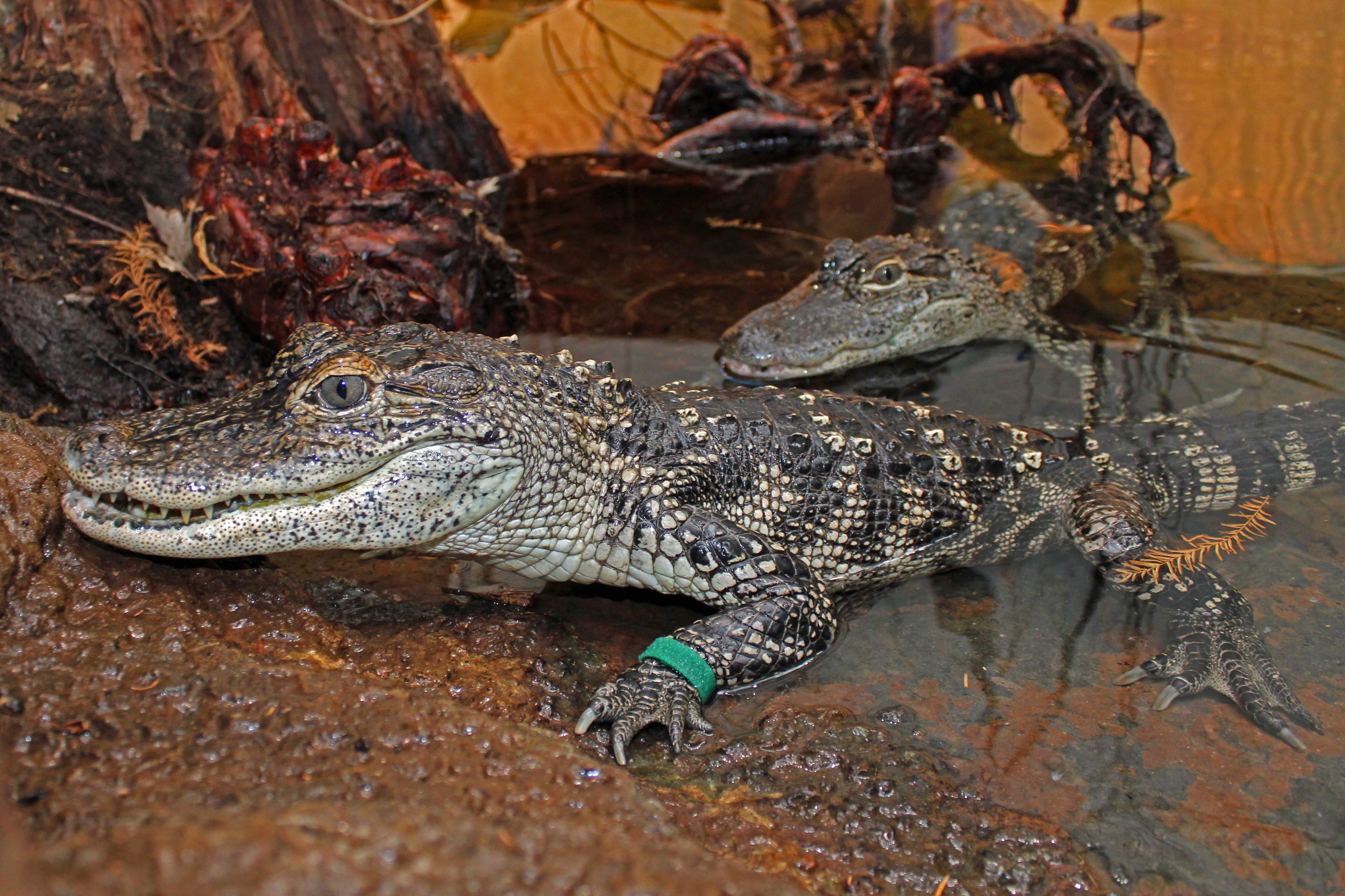 Learn gatoriffic facts while visiting the Tennessee Aquarium.