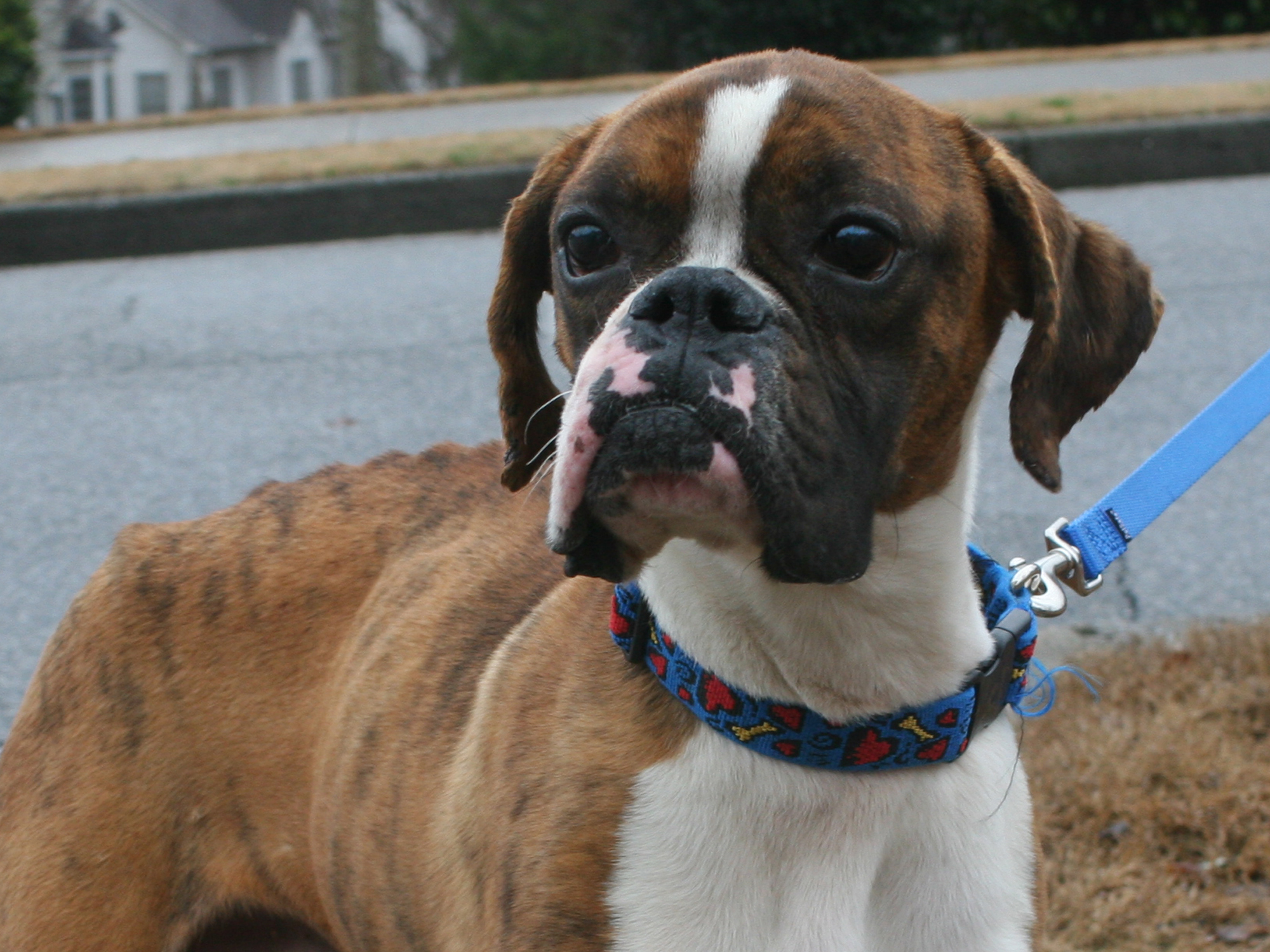 Atlanta Boxer Rescue Rescues 1,000th Dog