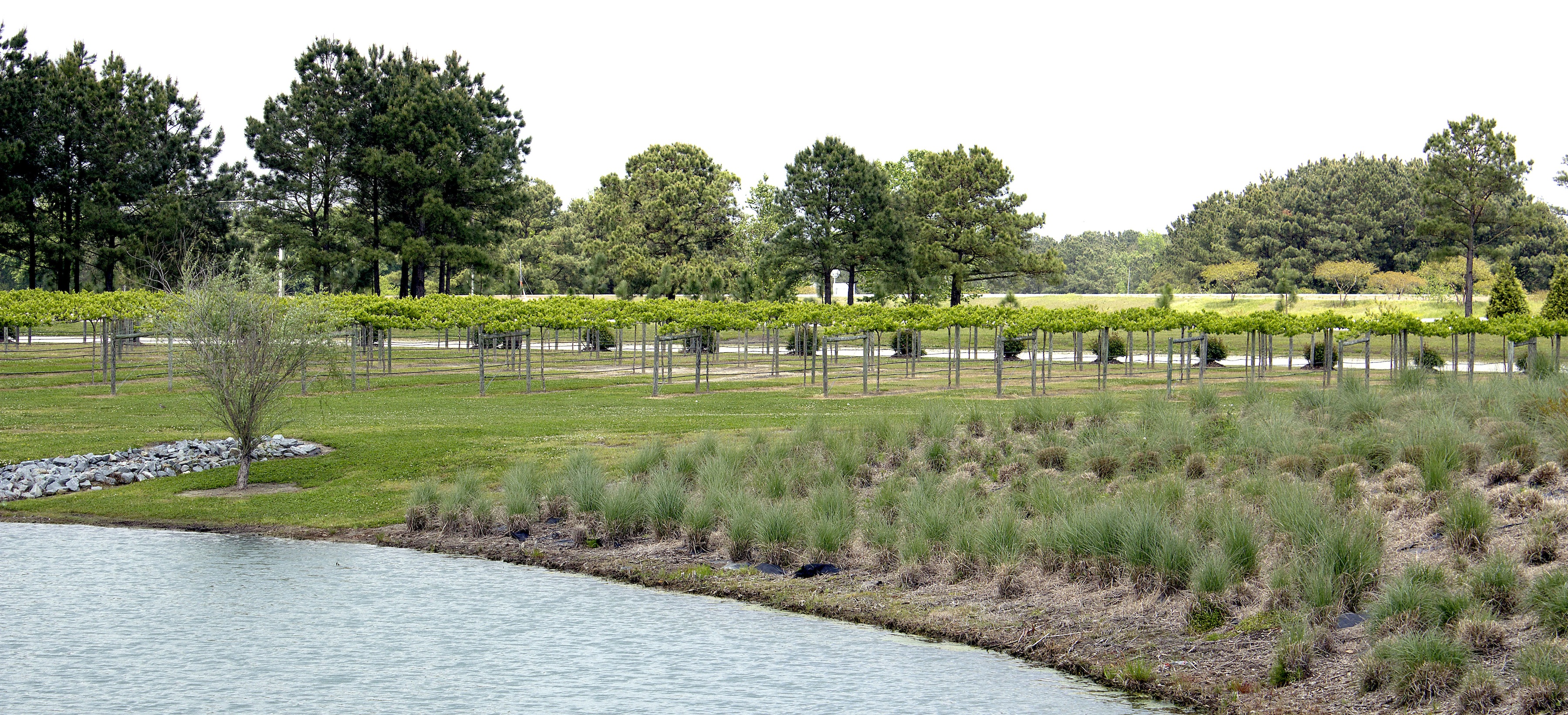 Duplin Winery Of North Carolina Will Open Its Vineyard Wedding Chapel ...