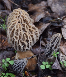 Morel Habitat Kit Morel Mushroom