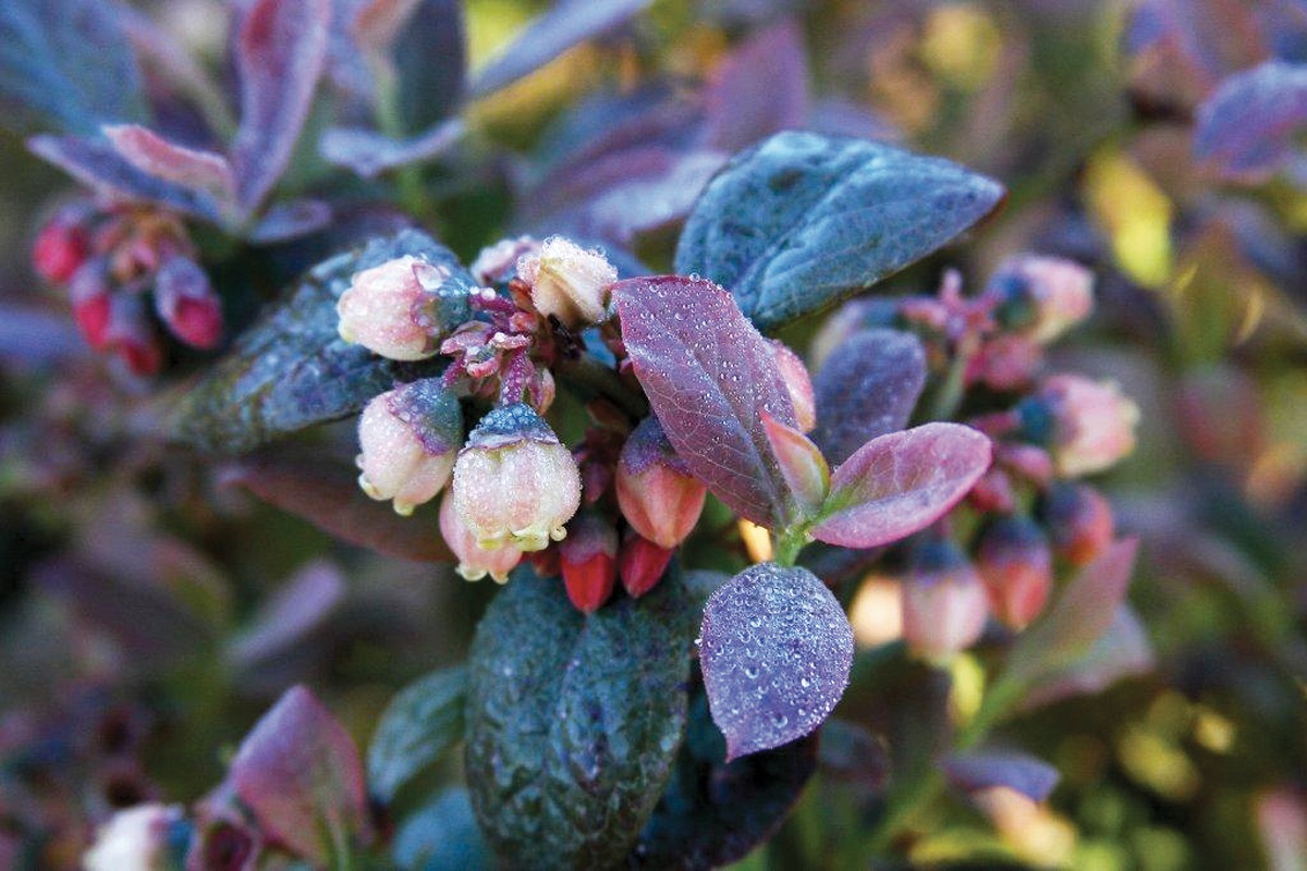 With breathtaking spring and fall foliage, Pink Icing™ is sure to standout in any garden.