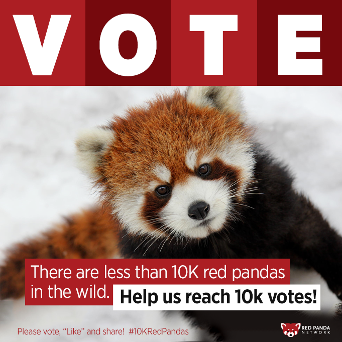 Vote for Conserving Red Pandas, Nepal