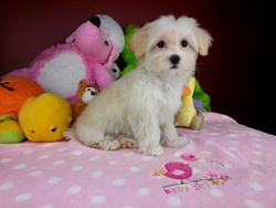 Havanese hot sale first heat