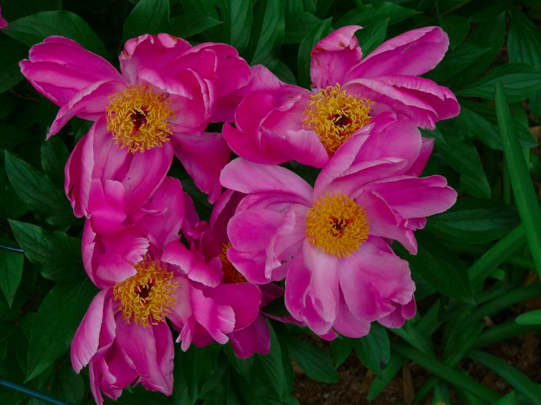 1146 Lullwater Garden