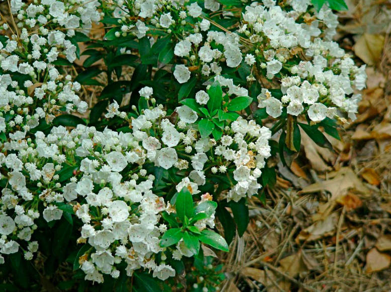 1146 Lullwater Garden 2