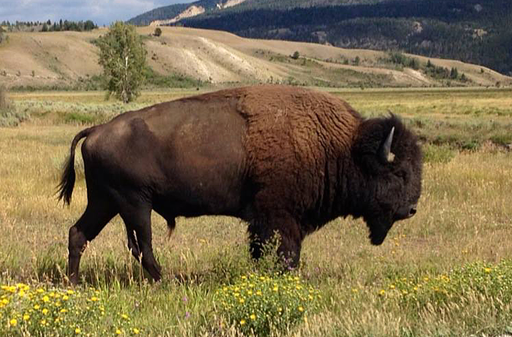 Wildlife sightings are common in Jackson Hole, especially the free roaming bison, a symbol of the area’s Wild West history celebrated by the Old West Days event.