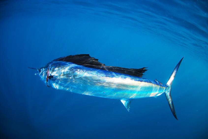 David Johnson & the St. Croix-based Living the Dream fishing team hope to bring home the a world championship billfishing title by tagging and releasing billfish similar to this sailfish.