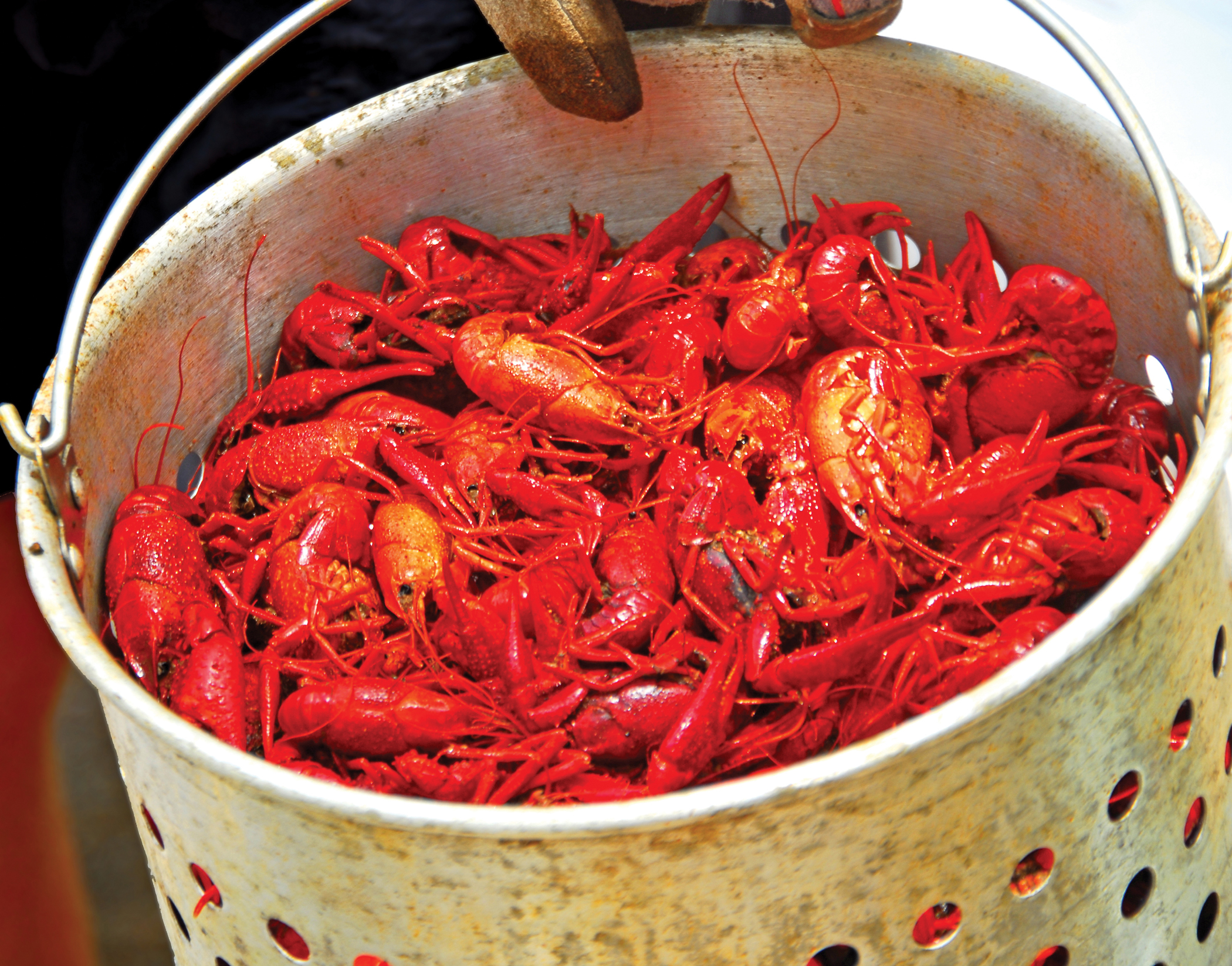 The 31st Annual Pensacola Crawfish Festival will feature more than 16,000 pounds of boiled mudbugs in May.