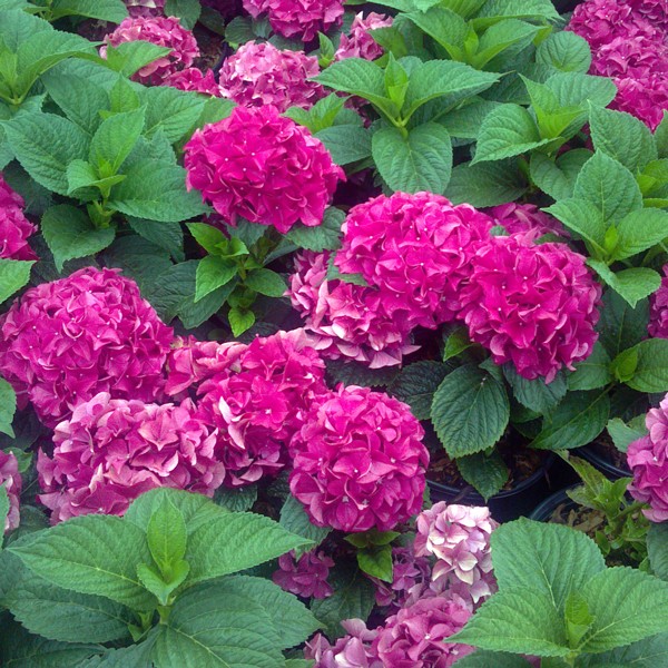 The new Grateful Red Hydrangea brings deep red tones to this magnificent family of flowering shrubs for the first time.