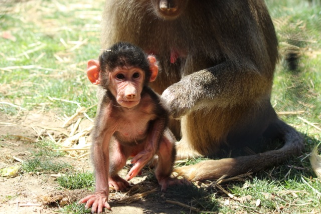 Baby Boy Baboon with Mother