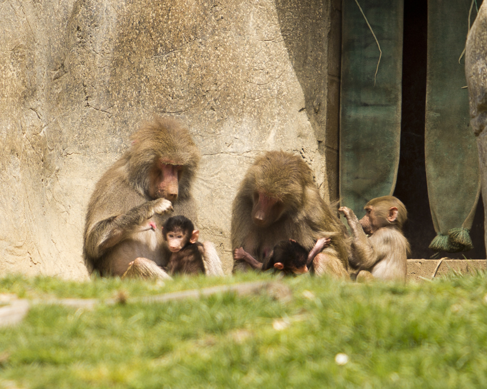 Baby baboons with Mothers and sibling