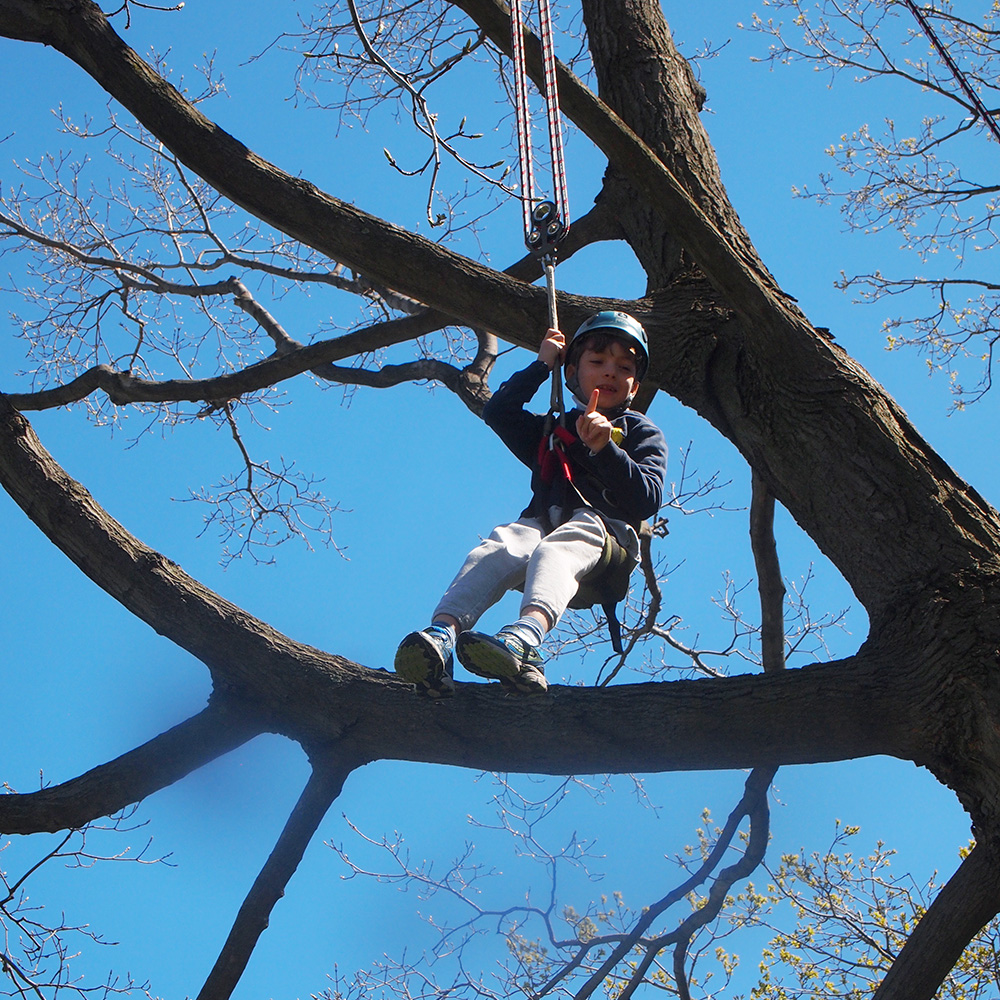 A Junior Climber enjoys the birds-eye view of Wave Hill from the top of a large Sugar Maple tree