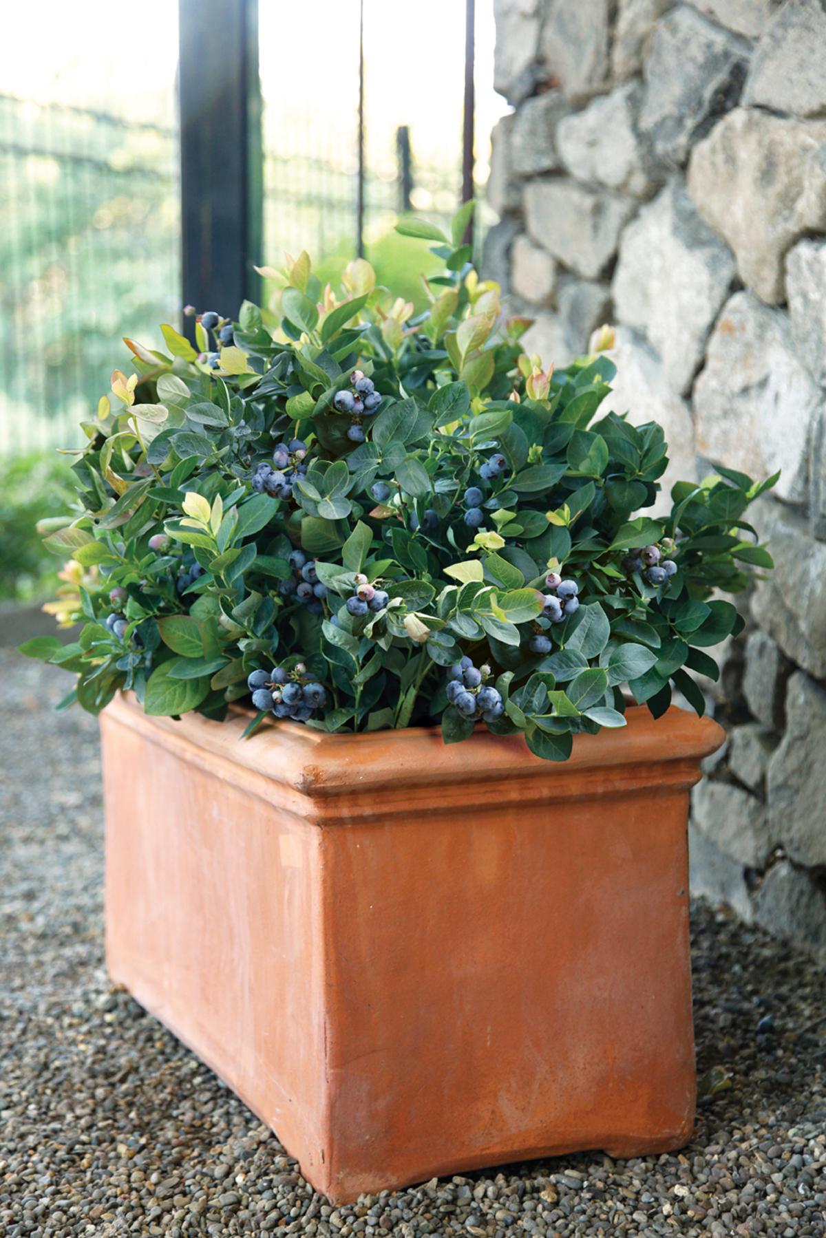 Peach Sorbet is super compact blueberry with bright orange foliage in the spring and deep eggplant purple foliage through the fall and winter.