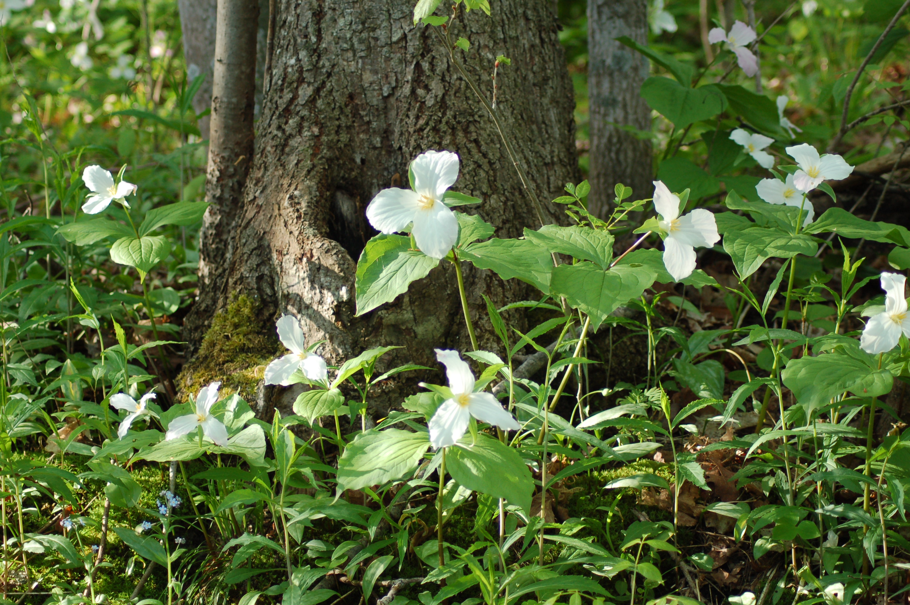 May trillium in the woods at Elvyn Lea.