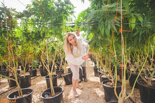 Tikun Olam Medical Marijuana Gardens Israel Cheryl Shuman Beverly Hills Cannabis Club