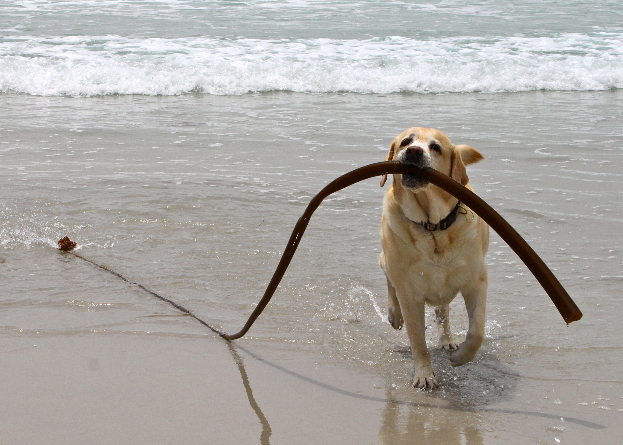 DogTrekker's research lab, Kayla, paw tests Carmel Beach
