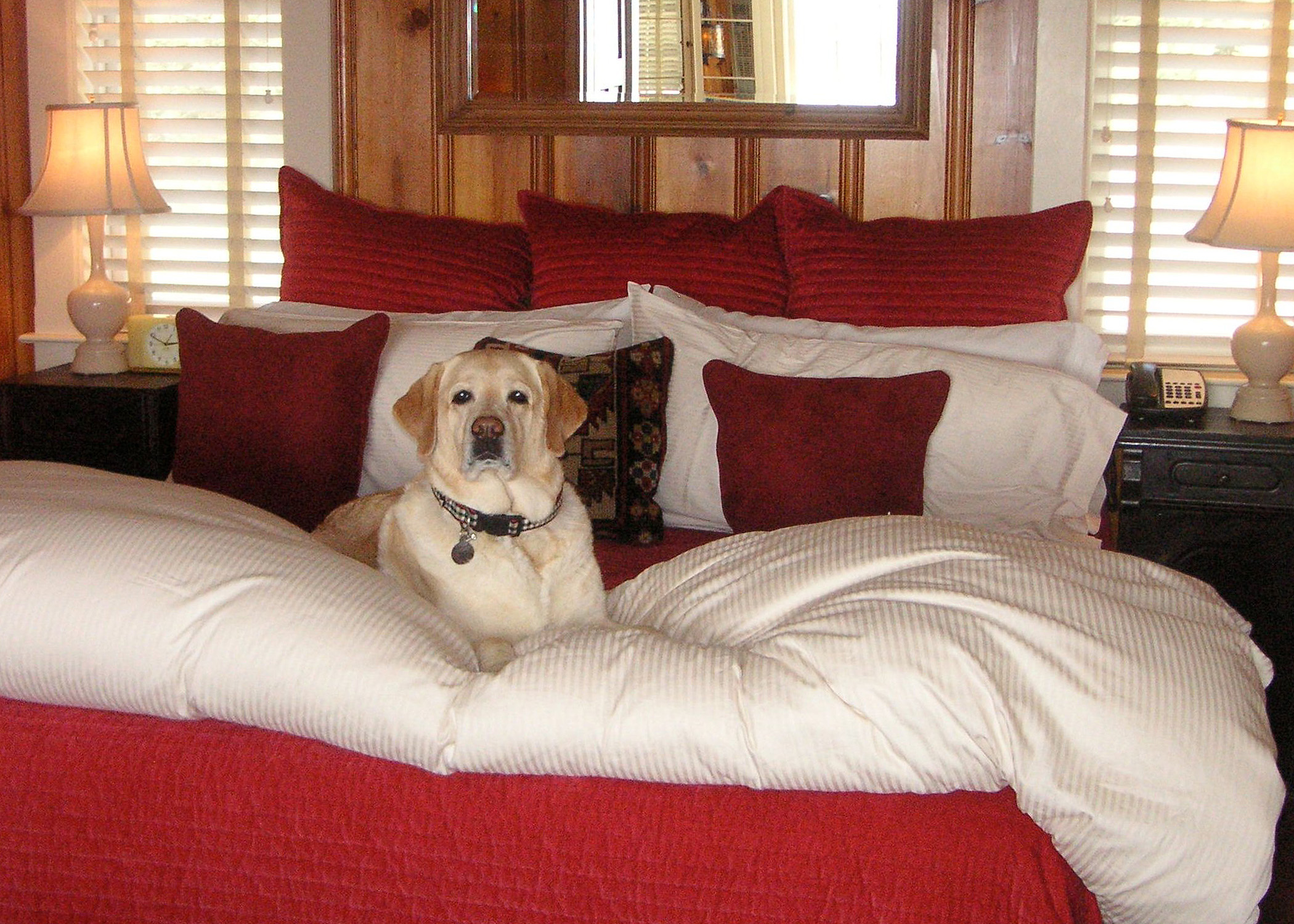 Kayla lab-tests a bed at Nick's Cove, a DogTrekker pet friendly hotel