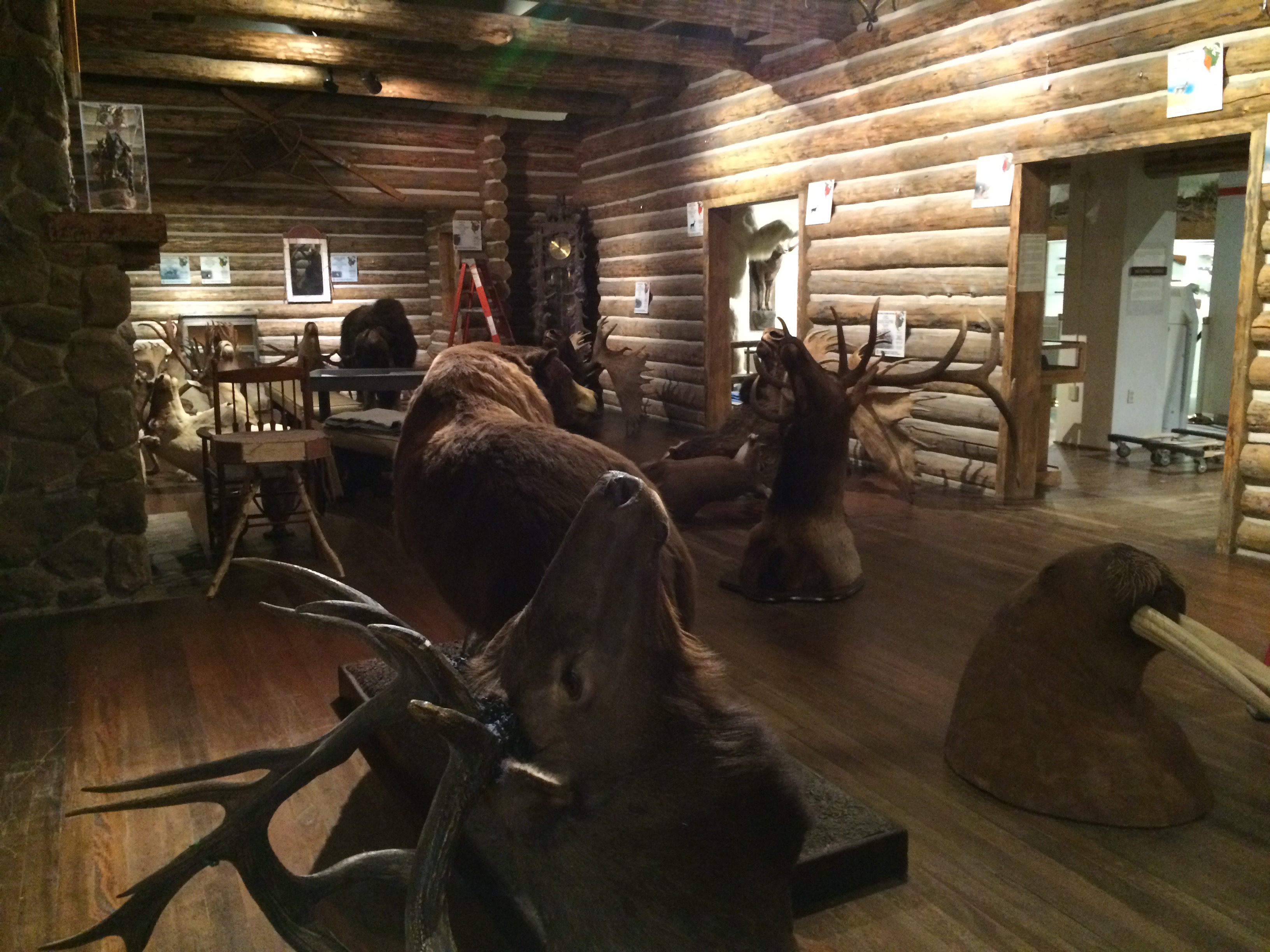 The Boone and Crockett Club's Heads and Horns Collection has been housed in this "cabin" at the Buffalo Bill Center of the West since 1982.