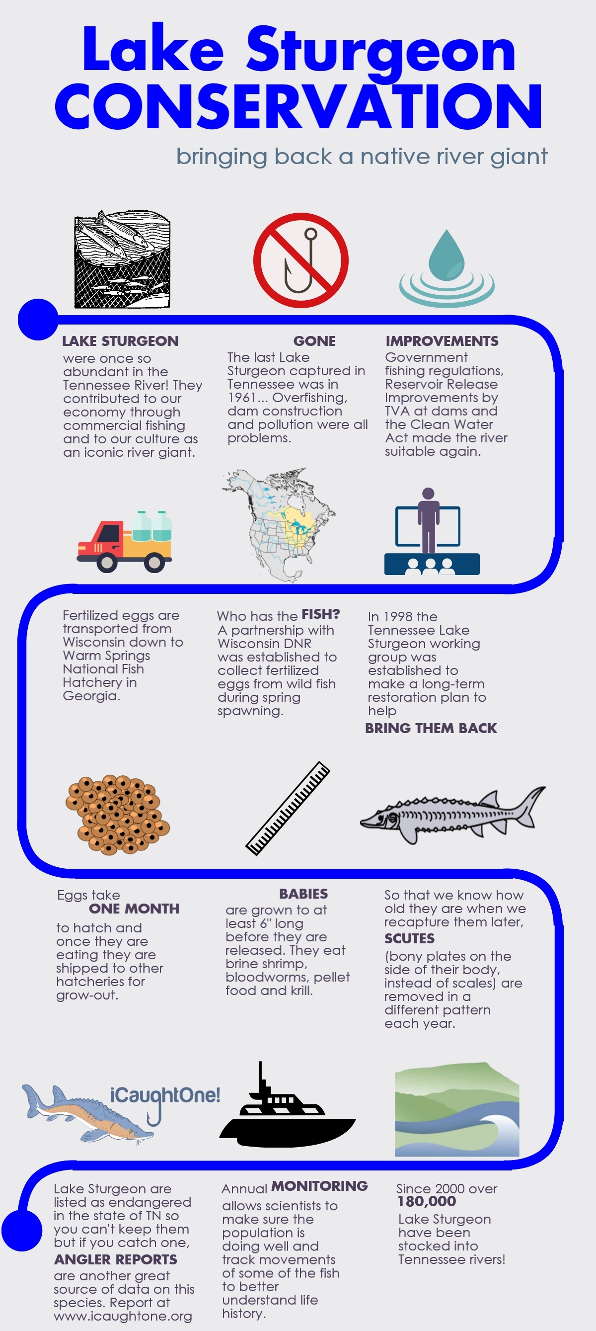 Lake Sturgeon Conservation Infographic - by Kathlina Alford, TNACI reintroduction biologist.