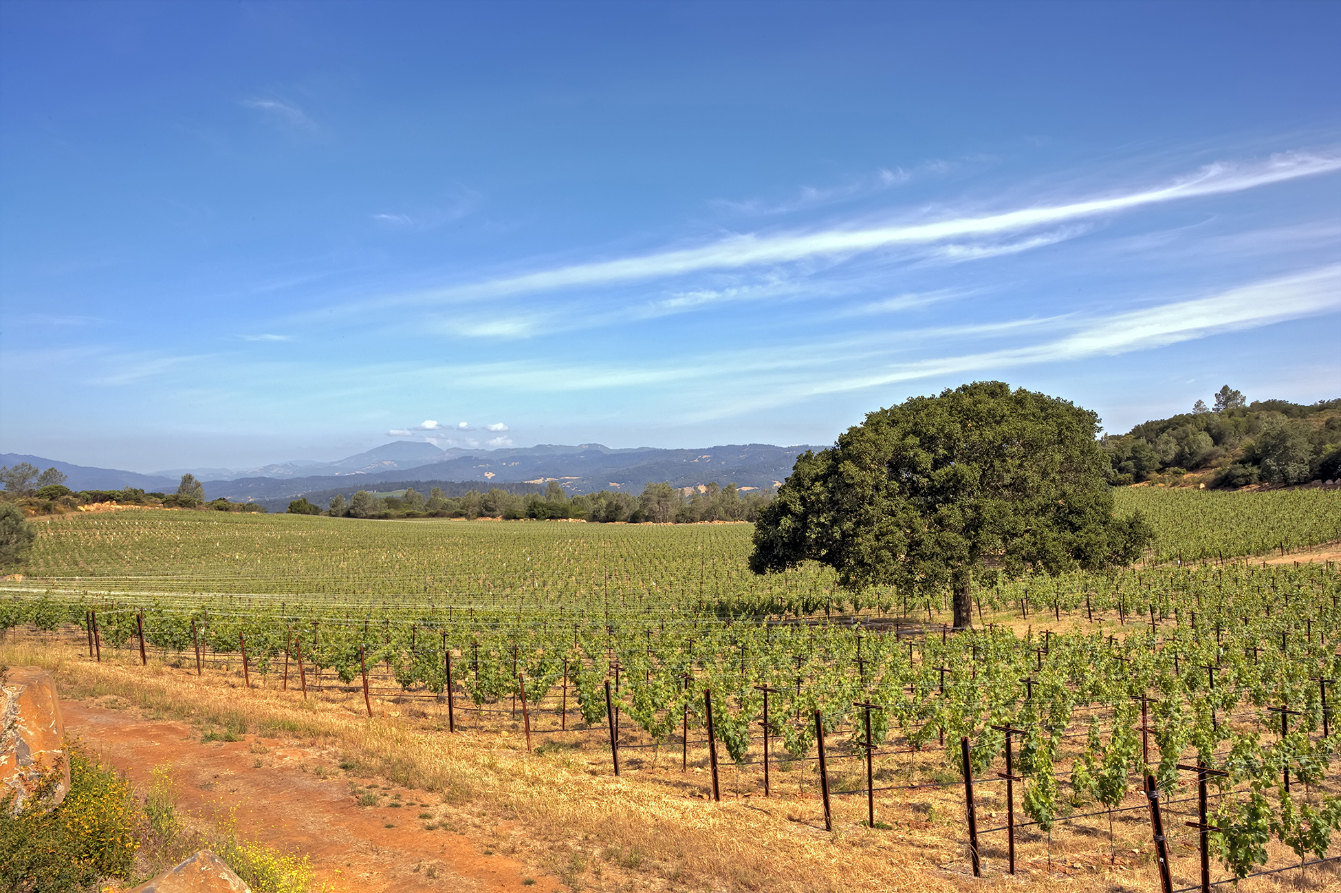 Mature oak trees dot these unique Pritchard Hill vineyards.