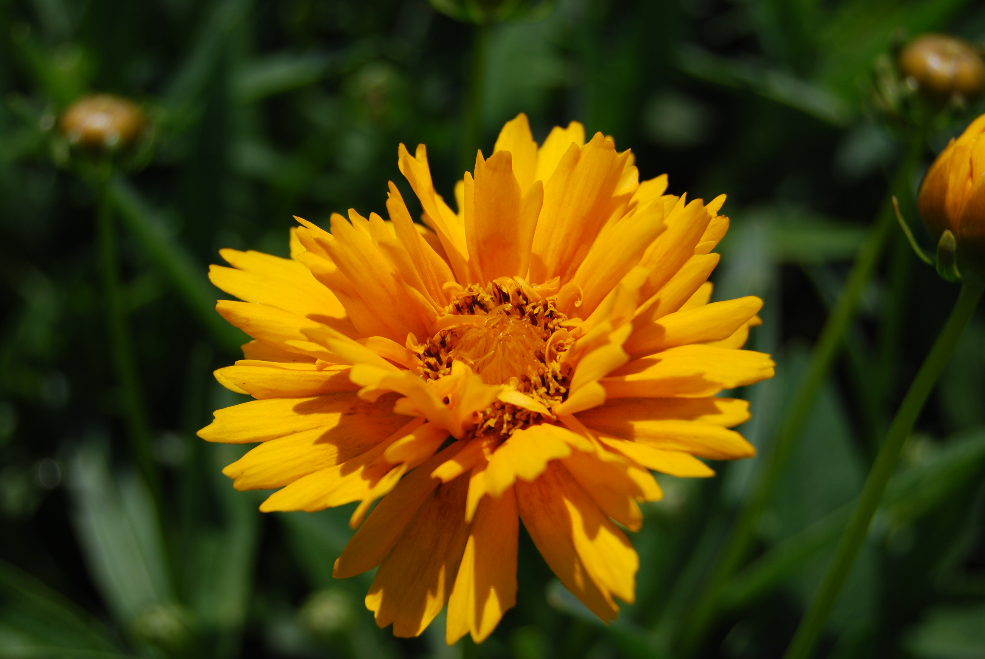 3.	Coreopsis, a low-maintenance perennial with a long bloom time and trouble-free nature, is a great addition to the garden.