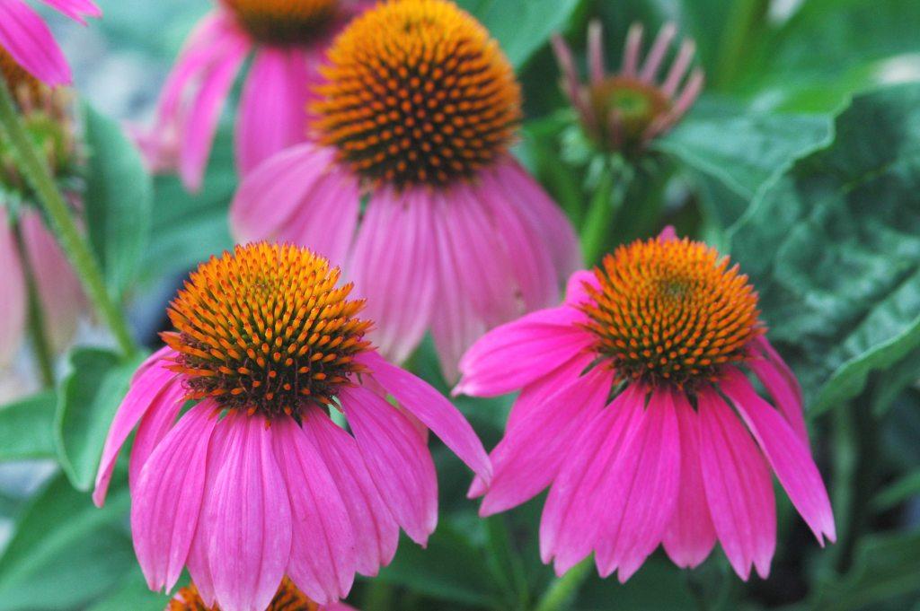 2.	Coneflowers attract butterflies and other pollinators. These perennials usually grow to 3 feet tall and bloom from early summer through fall.