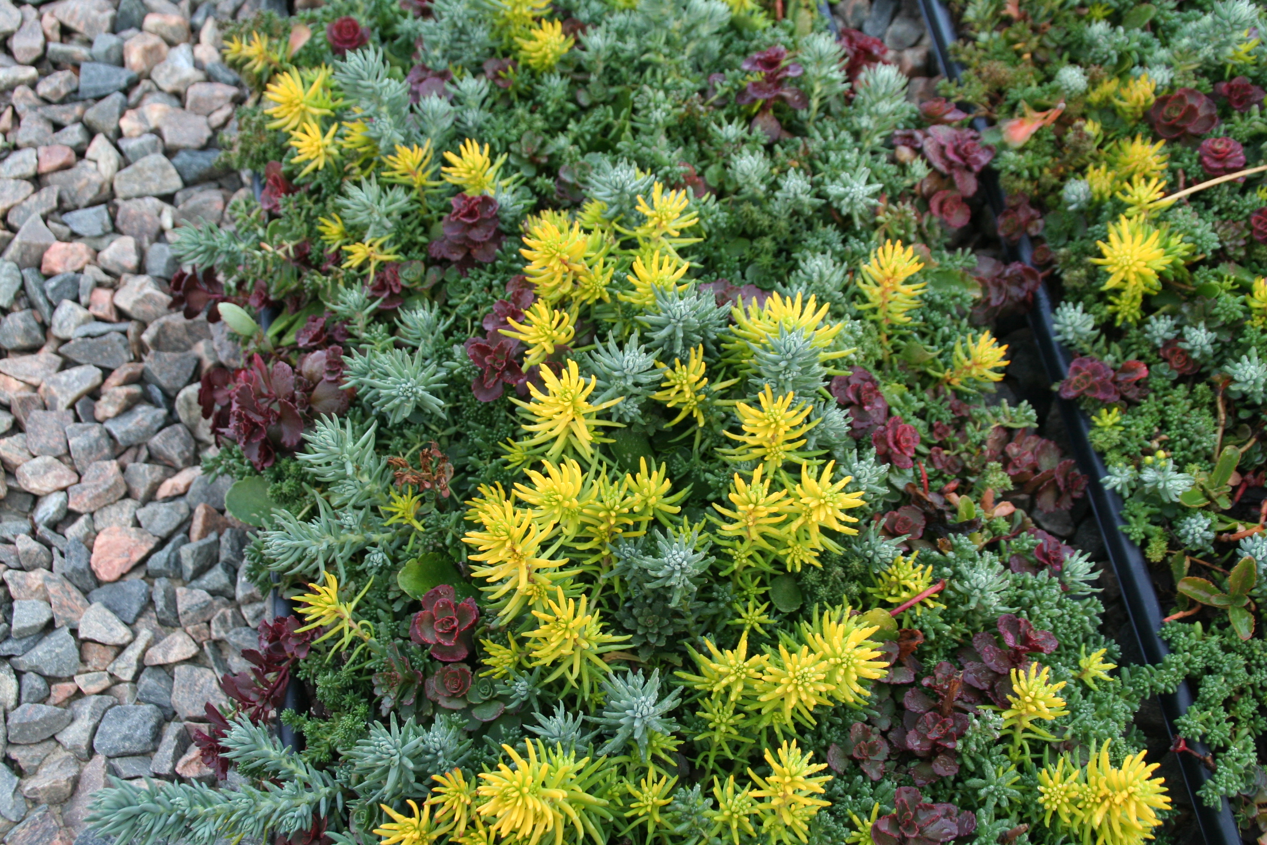 For an instant sedum or perennial bed, use the new Drop and Grow® collections from Costa Farms, featuring sedum tile mats and annual/perennial trays that are grown in long, narrow strips.