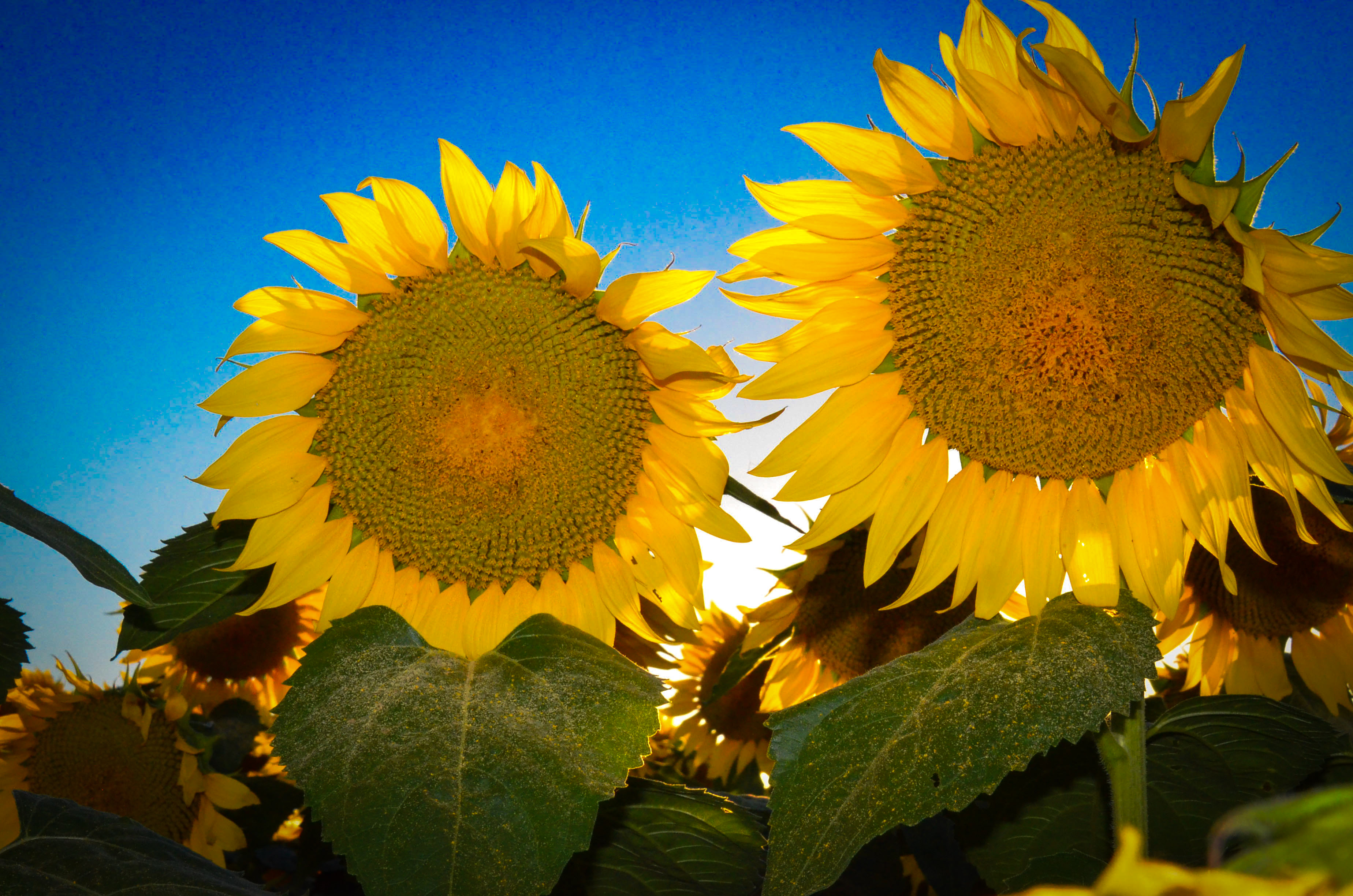 Sunflower Blue Sky Thank you Barb Morrison Wichita, KS