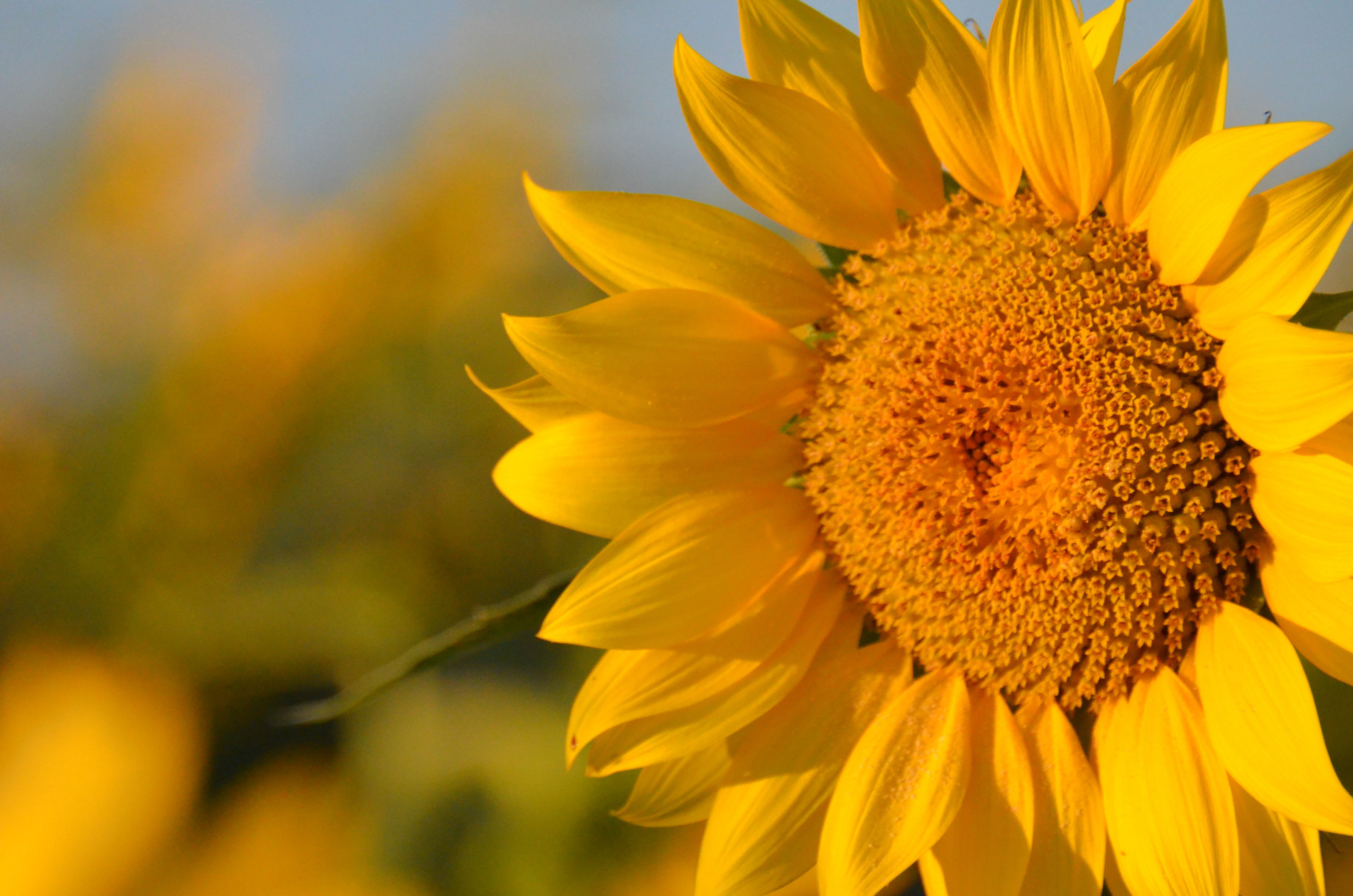 Sunflower Yellow Sky Thank you Barb Morrison Wichita, KS