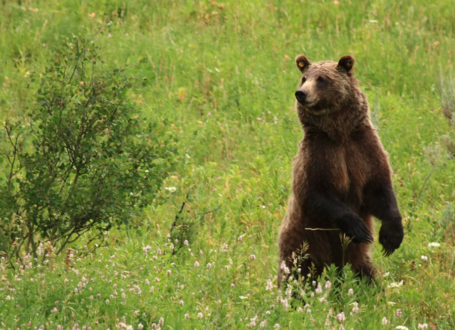 Grizzly bears are one of the “charismatic mega-fauna” travelers stalk on Wildlife Expeditions’ popular Yellowstone National Park wolf and bear safari (photo by Sean Beckett).
