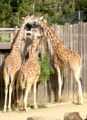 Giraffes Eating Browse
