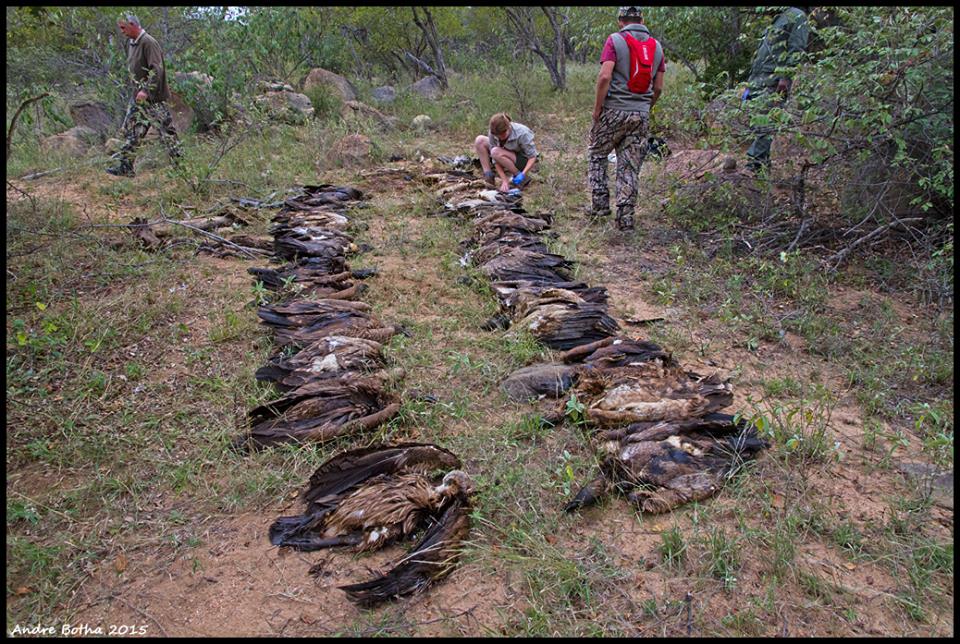 Poisoned African Vultures