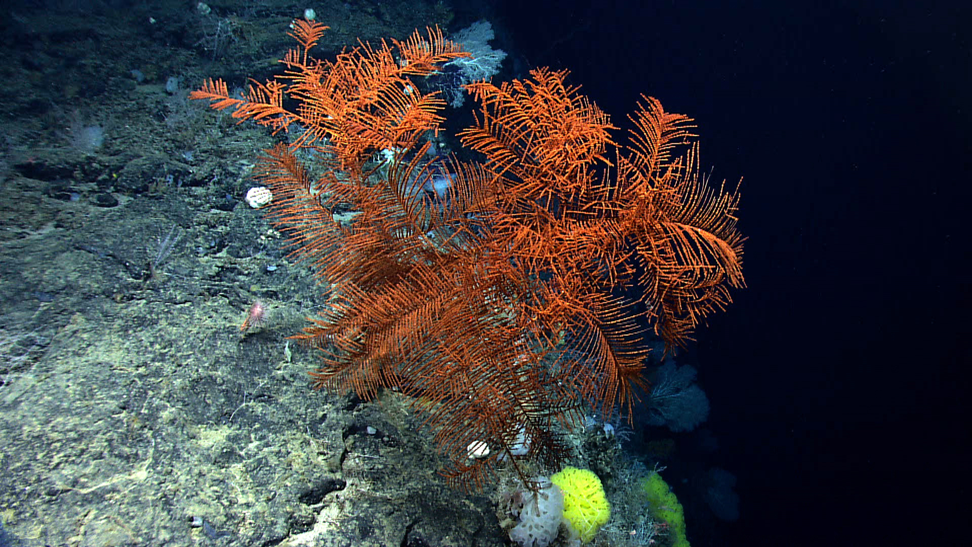 A large black coral along the edge of a very steep cliff that was heavily encrusted with coral and sponges. Image courtesy of NOAA Okeanos Explorer Program, Our Deepwater Backyard: Exploring Atlantic