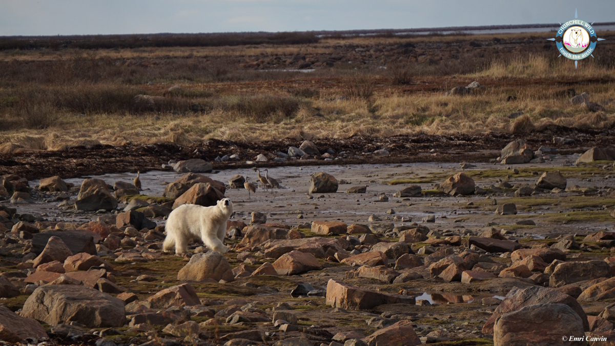 Evening polar bear meanders by Seal River Lodge and down to Hudson Bay for a swim.