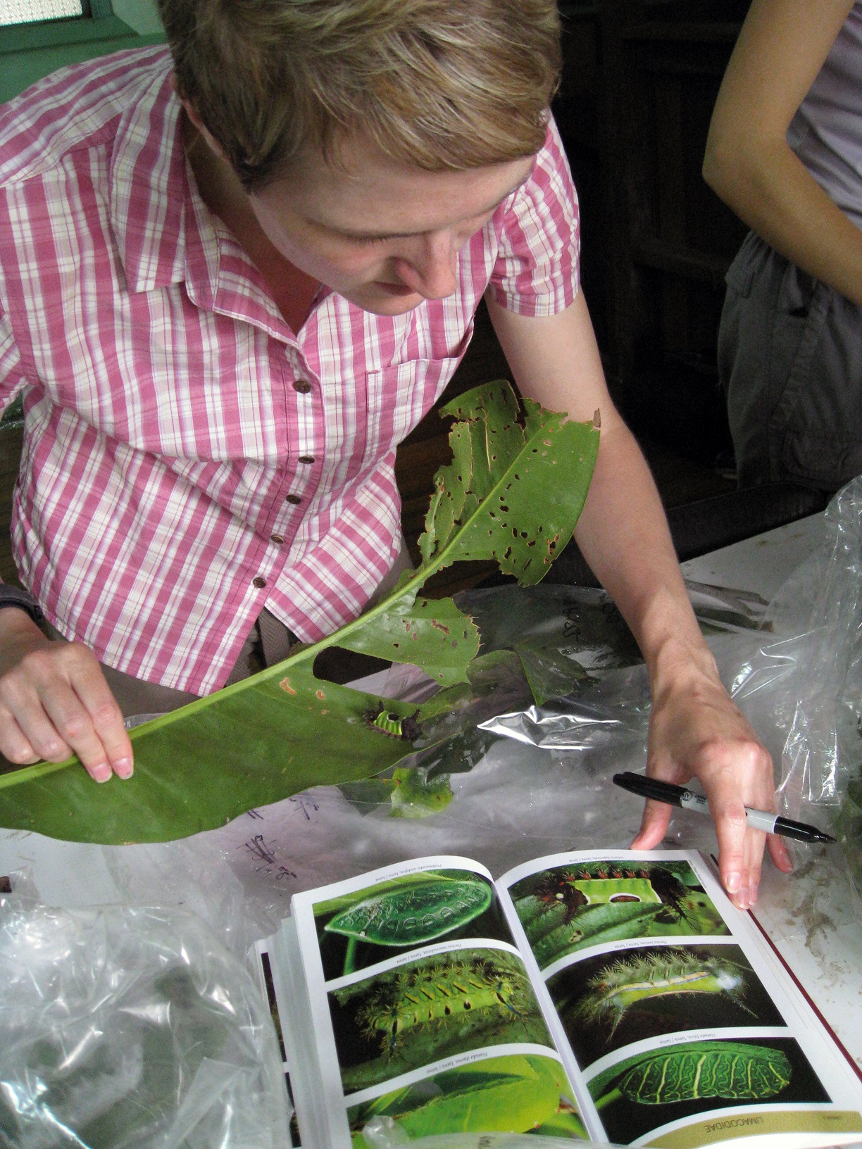One teacher fellow studies how climate change is disrupting foodweb relationships in Costa Rica. Credit: Vanessa Bliss