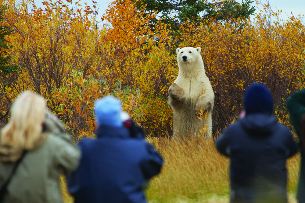 Polar bear holds court at Nanuk Polar Bear Lodge.