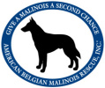 American Belgian Malinois Rescue