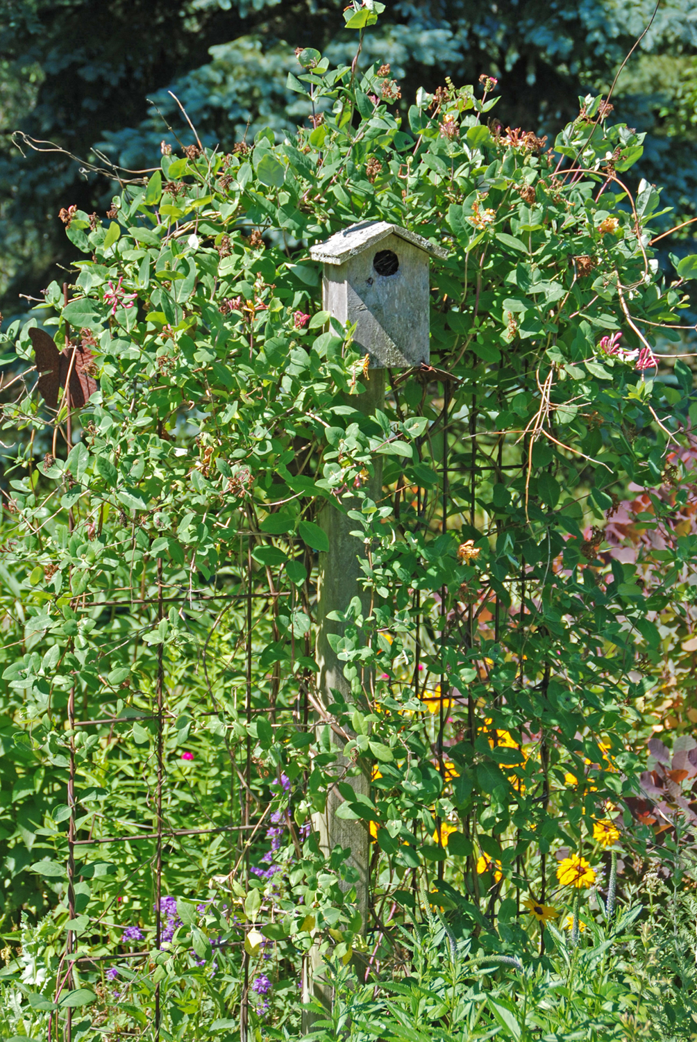 Bring in the birds with birdhouses and benefit from their diet of insects, including many garden pests and mosquitoes.