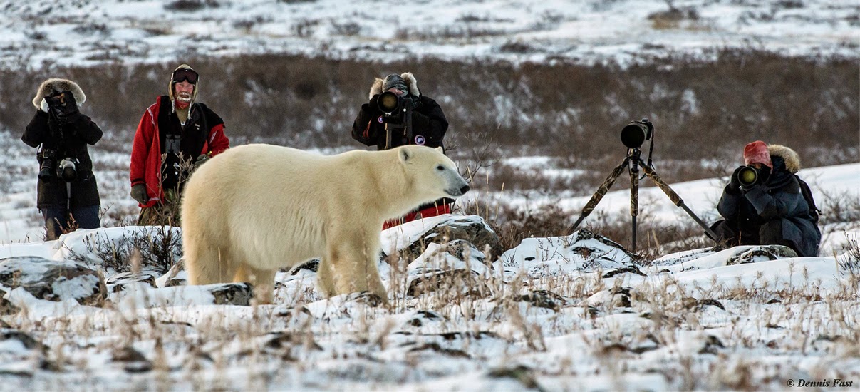 Photographing a polar bear at Dymond Lake Eco-Lodge. Dennis Fast photo.