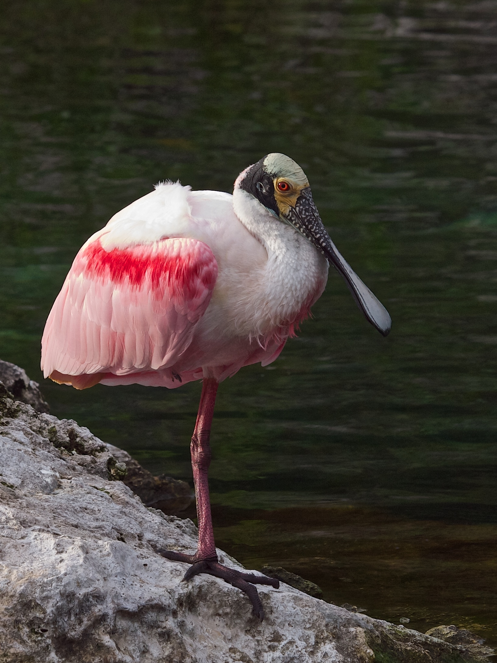 Roseate Spoonbill