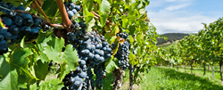Dade Moeller provides worker safety and health services, including to the viticulture industry.