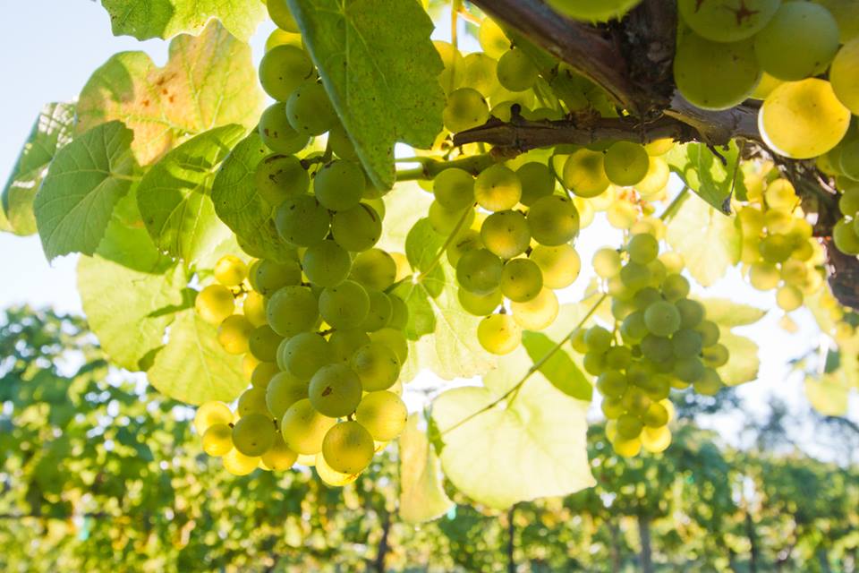 Grapes in New Jersey
