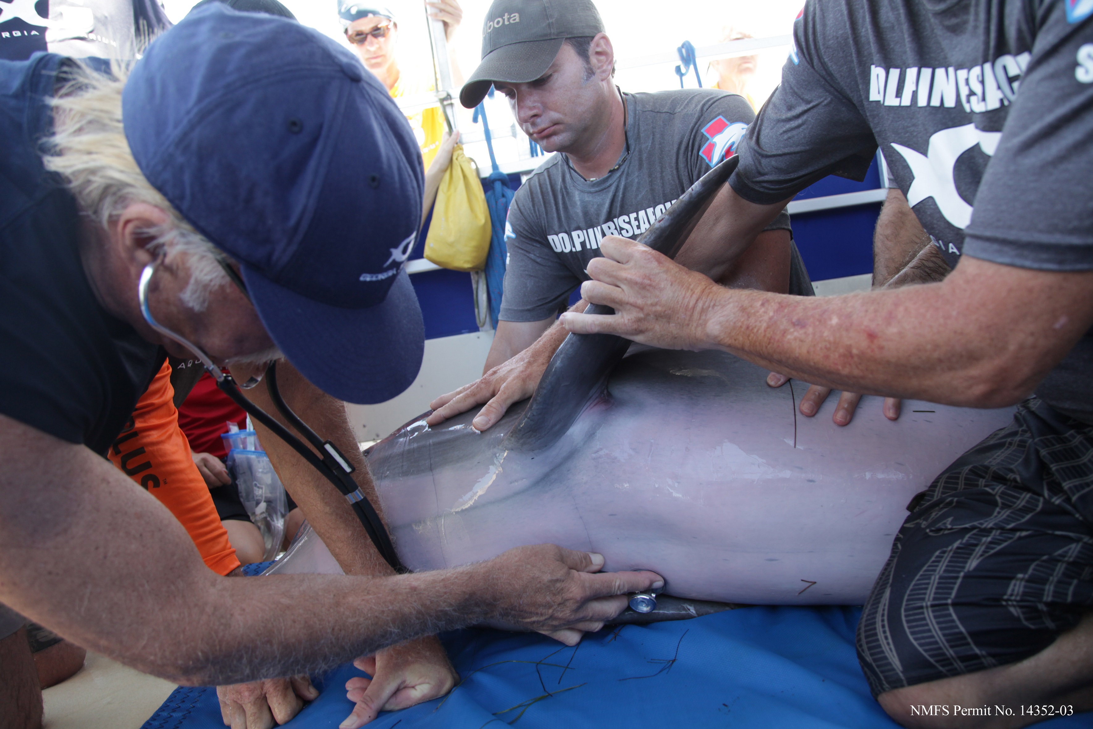 Dr. Gregory Bossart checks for respiratory health as part of a health exam on a wild dolphin during the 2015 Health and Environmental Risk Assessment (HERA). Photo credit Georgia Aquarium/Addison Hill