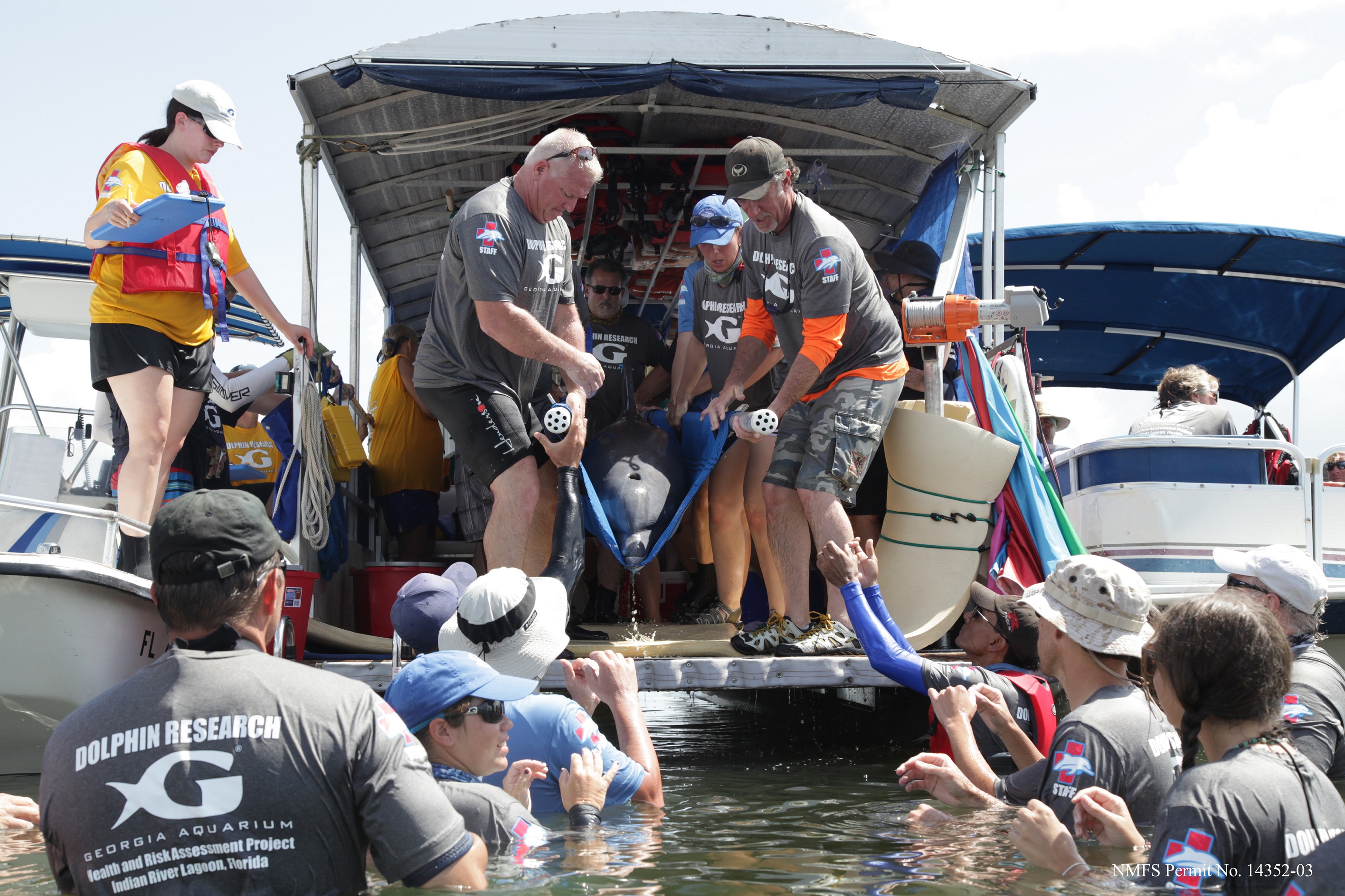 An Atlantic bottlenose dolphin is lifted off the examination boat and back into the water following a health exam. Photo credit Georgia Aquarium/Addison Hill