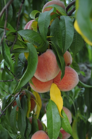 Peaches from Mackintosh Fruit Farm