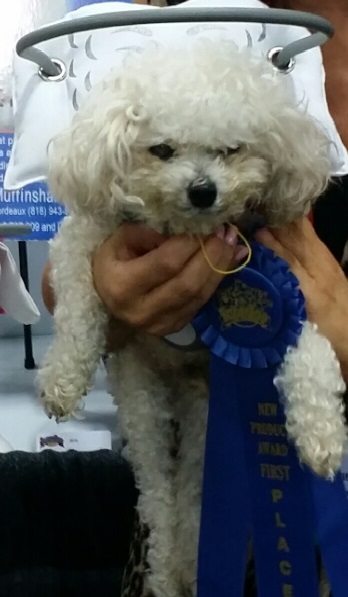 Blind dog Muffin and his winning ribbon!
