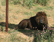 A lion at the Wild Animal Sanctuary